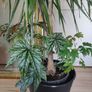 tall Madagascar Dragon Tree (Dracaena marginata),  begonia Gryphon plant in the black  plastic pot container Image 5