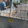 Tipping Trailer Image 9