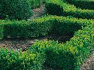 Box Hedge Treatment Image 4