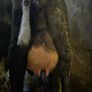 Fresh calved heifers Image 5