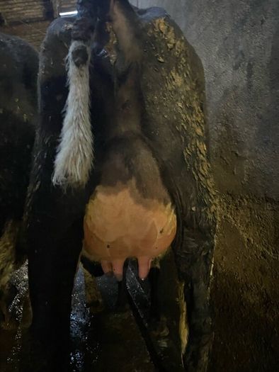 Fresh calved heifers