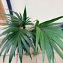 Kentia palm Image 3
