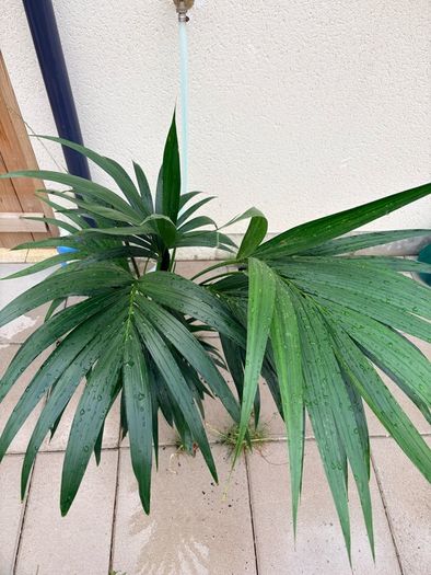 Kentia palm
