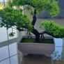 Faux bonsai trees Image 2