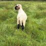 Pb reg valais blacknose ram Image 3