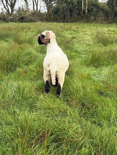 Pb reg valais blacknose ram