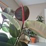 Ficus elastica Robusta  rubber plant Image 5