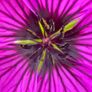 Various original macro nature photos on foam tiles Image 5