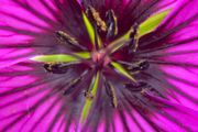 Macro images of Nature on removable foam tiles