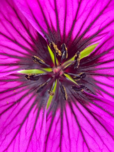 Macro images of Nature on removable foam tiles