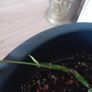 Large Monstera Minima with Pot Image 8