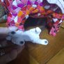 schleich dog Image 4