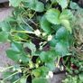 Organic Strawberry Plants Image 2
