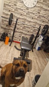 Barbell, dumbbells and others
