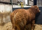 1 Pedigree limousin bull