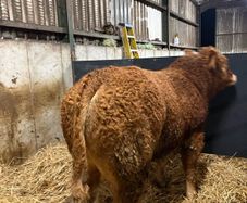 1 Pedigree limousin bull