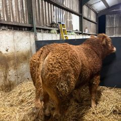1 Pedigree limousin bull