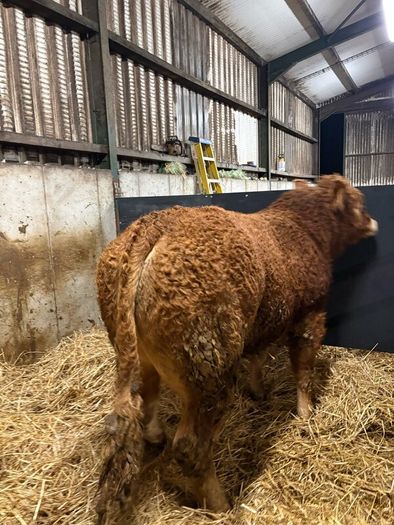 1 Pedigree limousin bull