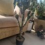 Cactus plant Decorative Image 2