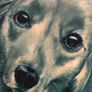 Vintage Pollyanna Pickering Framed Long-Haired Dachshund Dog Print 16cm x 13cm Image 6