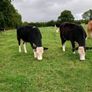 Livestock Image 2