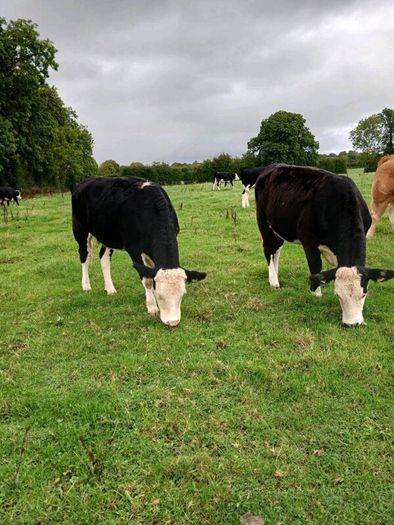 Livestock