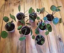 Mini Pilea Plants - 6cm Pots