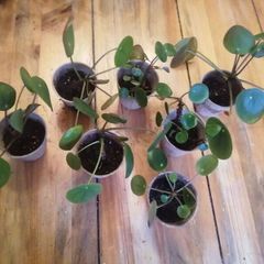 Mini Pilea Plants - 6cm Pots