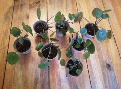 Mini Pilea Plants - 6cm Pots