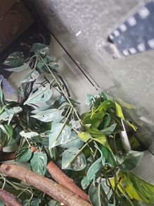 Yemen Chameleons
