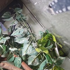 Yemen Chameleons