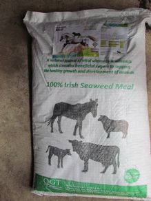 Seaweed for Cattle
