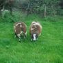 Dutch Spotted Ram Lambs, Spotted Dutch Image 2