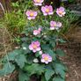 plants Image 3