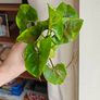 Syngonium Brown Lava rooted plant Image 5