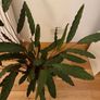 Large plant and pot Image 3