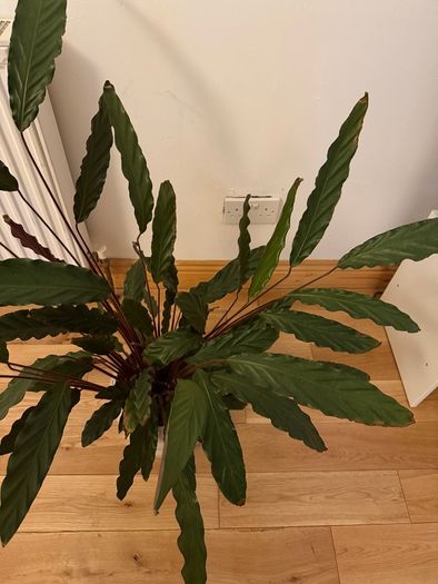 Large plant and pot