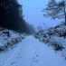 Wicklowfox