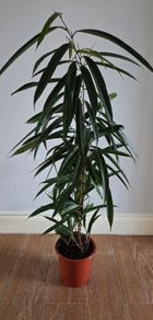 Indoor Plant