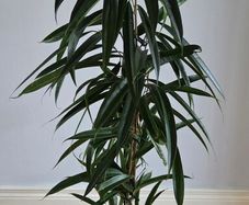 Indoor Plant