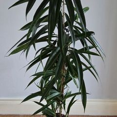 Indoor Plant