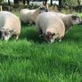 Belclare rams for sale Image 8