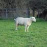 Belclare , 5 Star Ram ,Ewe Hoggets Image 4