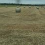 Top quality Hay Image 2