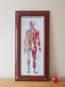 "Human Body: Posterior"  anatomical poster in wooden glazed frame  size 41x84cm