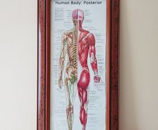 "Human Body: Posterior"  anatomical poster in wooden glazed frame  size 41x84cm