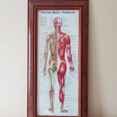"Human Body: Posterior"  anatomical poster in wooden glazed frame  size 41x84cm