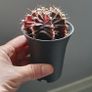 cactus Image 8