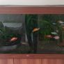 350 Litre Planted Aquarium Image 2