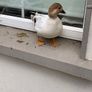 Call ducks Image 6